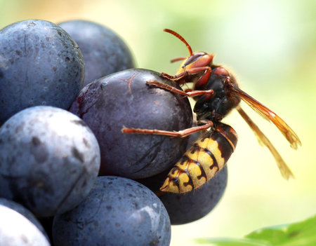 Hornet (Vespa crabro) feeds on grape juiceの写真素材