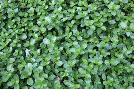 Veronica beccabunga from the plantain family grows in the wild