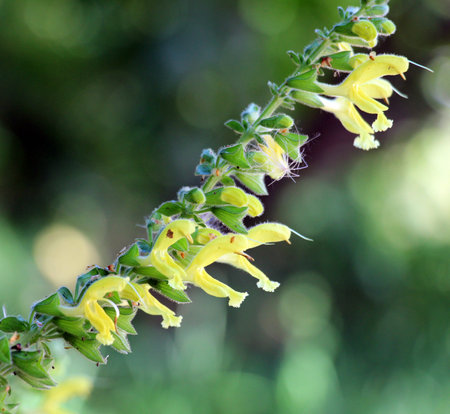 Salvia glutinosa grows in the wild in summerの写真素材