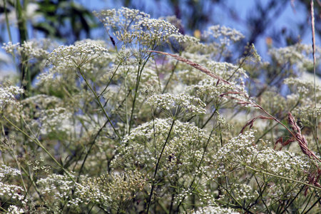 Spring is growing in nature Falkaria vulgaris