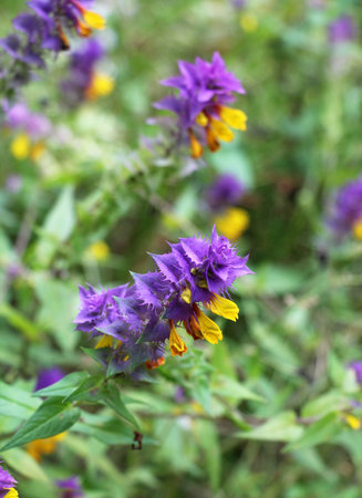 Spring in the wild in the forest blossoms melampyrum nemorosumの写真素材