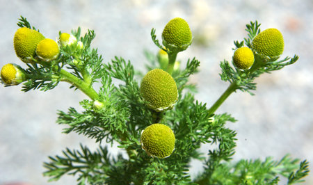 Fragrant chamomile (Matricaria discoidea) grows in the wild