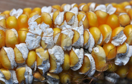 The grain of the corn cobs hurts, which is caused by the uneven supply of water to the plant during...