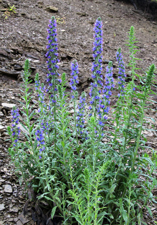 In nature, among the wild herbs bloom Echium vulgare