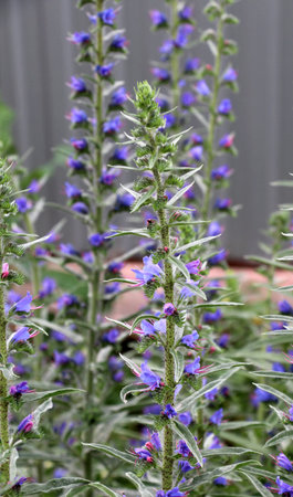 In nature, among the wild herbs bloom Echium vulgare