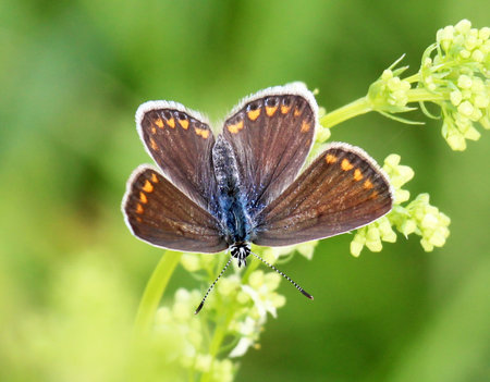 A butterfly from the family lycaenidae is on the plant