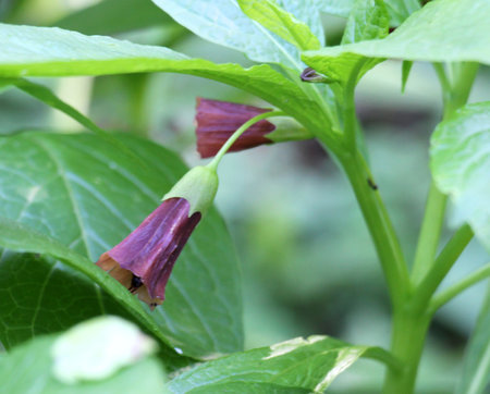 In the spring in the forest in the wild blooms rare plant Scopolia carniolicaの写真素材