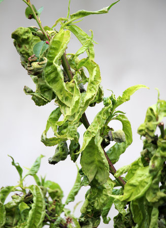 Curled peach leaves caused by the fungus Taphrina deformansの写真素材