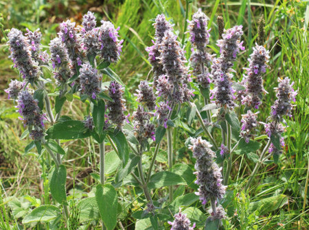 Stachys germanica grows among the herbs in the wildの写真素材