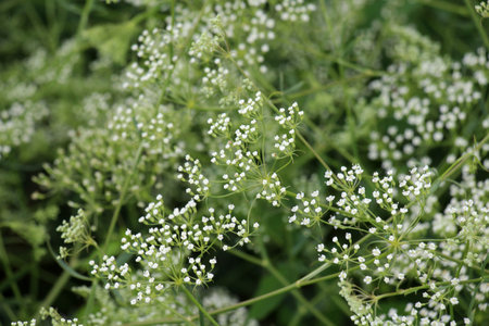 Spring is growing in nature Falkaria vulgarisの写真素材