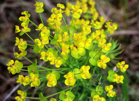 In the spring of wild herbs, Euphorbia cyparissias blooms