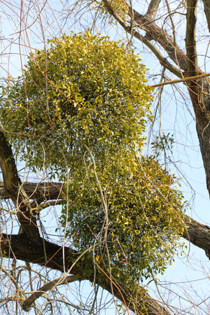 In nature, mistletoe (Viscum album) parasitizes on the treeの写真素材