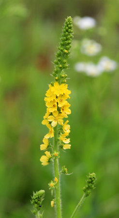 Summer in the wild among wild grasses is blooming agrimonia eupatoriaの写真素材