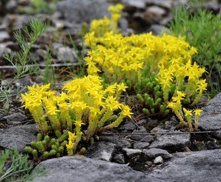 In the wild Caustic stonecrop (Sedum acre) grows on rocky soilsの写真素材