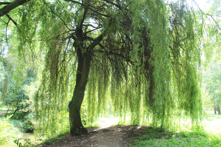 The weeping willow tree (Salix babylonica) is used in landscape designの写真素材