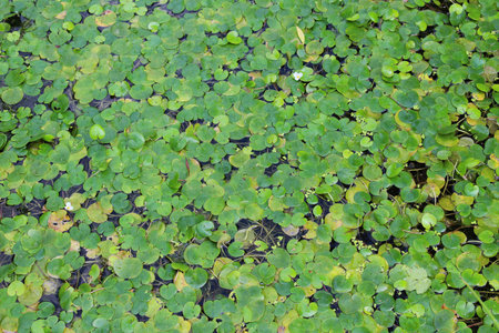 Wild aquatic plant Hydrocharis morsus-ranae growing in a pond