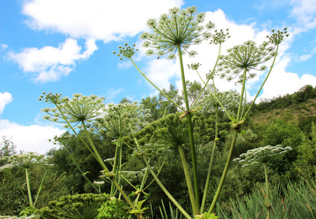 The dangerous and poisonous plant Heracleum sosnowskyi grows in the wild