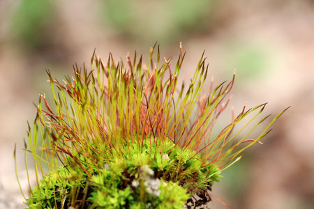 Moss (Bryophyta) grows in the wild in humid climates
