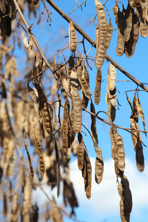 Pods of Robinia pseudoacacia with ripe seedsの写真素材
