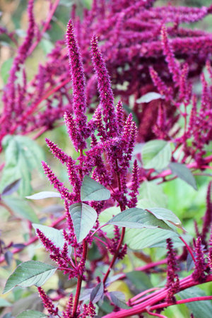 Amaranth grows in the garden in summerの写真素材
