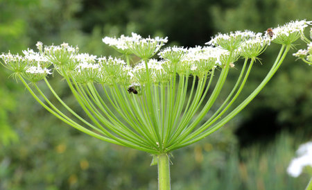 The dangerous and poisonous plant Heracleum sosnowskyi grows in the wild