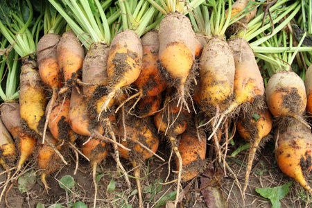 In the field, a dug-up crop of fodder beets lies in a heapの写真素材