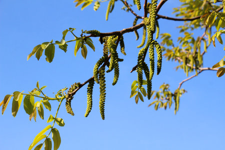 Spring flowering on a branch of a walnut treeの写真素材