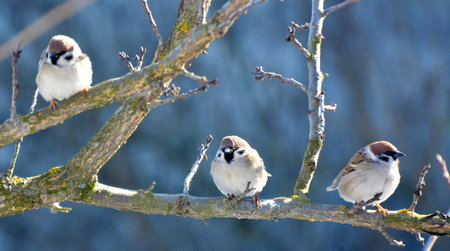 Sparrows (Passer) in the wild sit on a branch