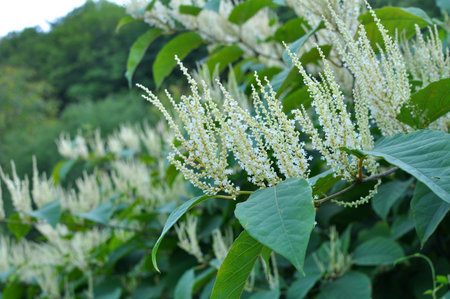 In summer, the perennial plant Reynoutria grows in natureの写真素材