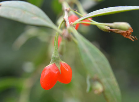 Berries have ripened on a branch of Lycium barbarum growing in the wildの写真素材