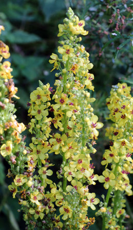 Black mullein (Verbascum nigrum) blooms in the wild