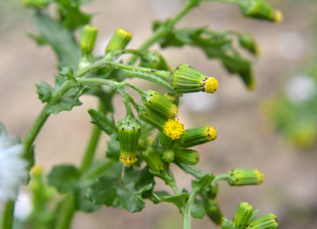 In nature, Senecio vulgaris grows as a weed