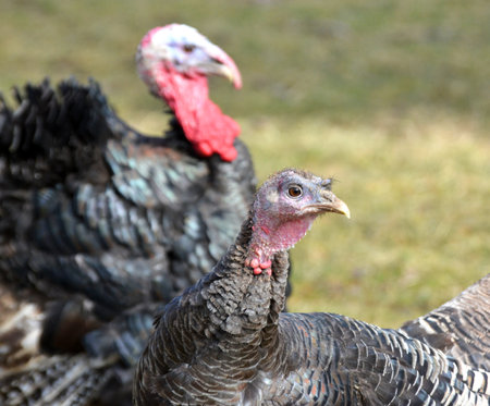Adult domestic turkeys in a rural yard.の写真素材