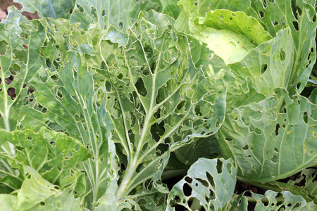 In the vegetable garden, cabbage leaves are damaged by slugsの写真素材