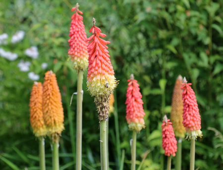In summer, kniphofia uvaria blooms on a flowerbed in the gardenの写真素材