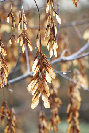 Ripe seeds on a maple (Acer negundo) branchの写真素材