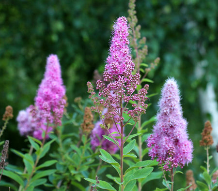 The ornamental bush Spiraea salicifolia is blooming in the garden