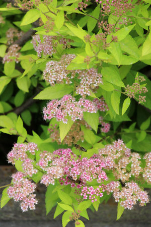 A decorative Japanese spirea (Spiraea japonica) bush is blooming in the garden