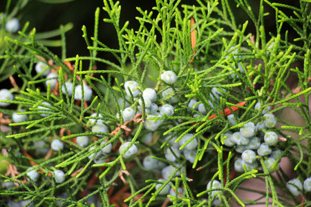 Juniper grows in nature - a medicinal, edible, essential oil, phytoncidal, woody, resinous, ornamental and phyto-ameliorative plantの写真素材