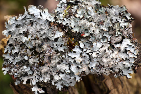 The lichen Parmelia sulcata grows on the tree - a species of lichen of the genus Parmelia (Parmelia)...
