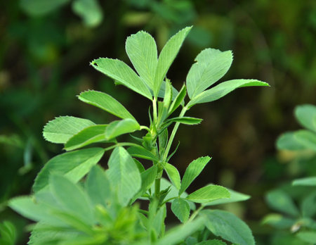 In the spring farm field young alfalfa growsの写真素材