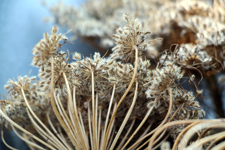 Harvested umbels of carrots (Daucus carota subsp. sativus) with ripe seeds