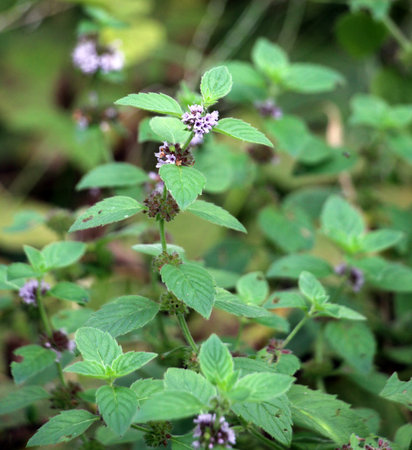 Field mint (Mentha arvensis) grows in the wildの写真素材