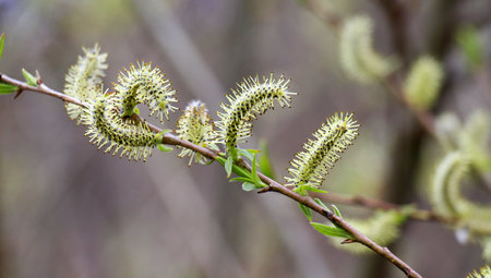 In spring, purple willow (Salix purpurea) grows in the wild