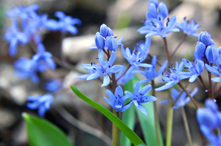 In the spring in the forest in the wild blooms snowdrop bifoliate (Scilla bifolia).