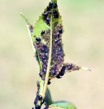 Colony of cherry aphid (Myzus cerasi) on a tree leafの写真素材