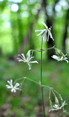 Silene nutans growing wild in the forestの写真素材