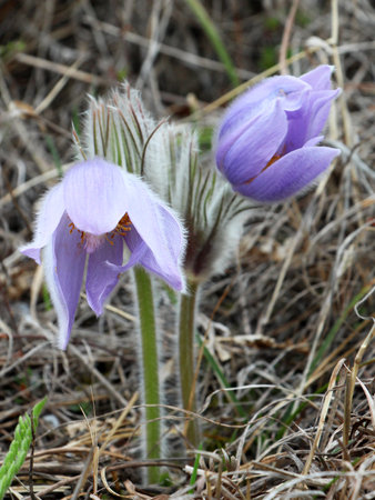 Pulsatilla patens blooms in spring in the wild