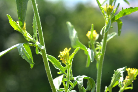 Sisymbrium officinale grows wild in nature in summerの写真素材
