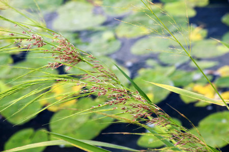 Zizania latifolia grows in shallow water in the wild